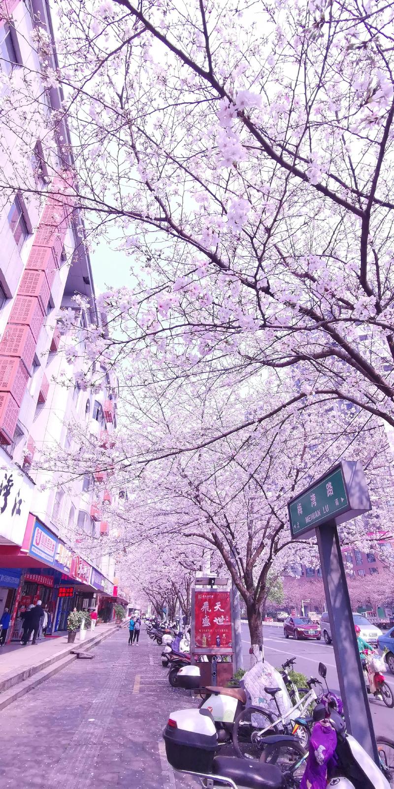 樱花校园之丧尸病毒爆发缩略图
