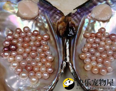 珍珠产自哪种贝壳缩略图