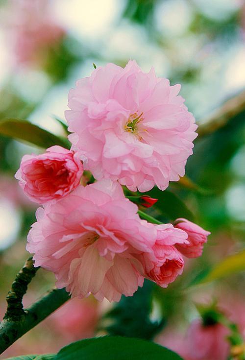 樱之花缩略图