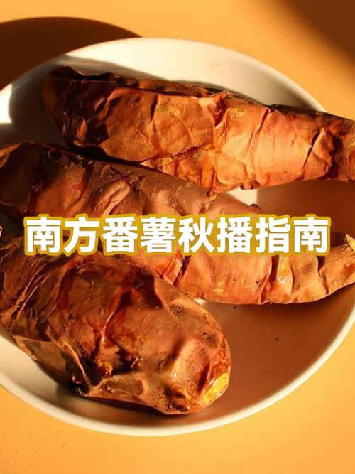 番薯网游戏截图
