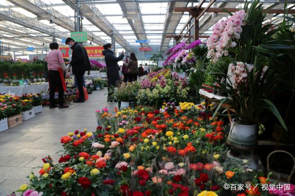 山东临沂花卉批发基地缩略图