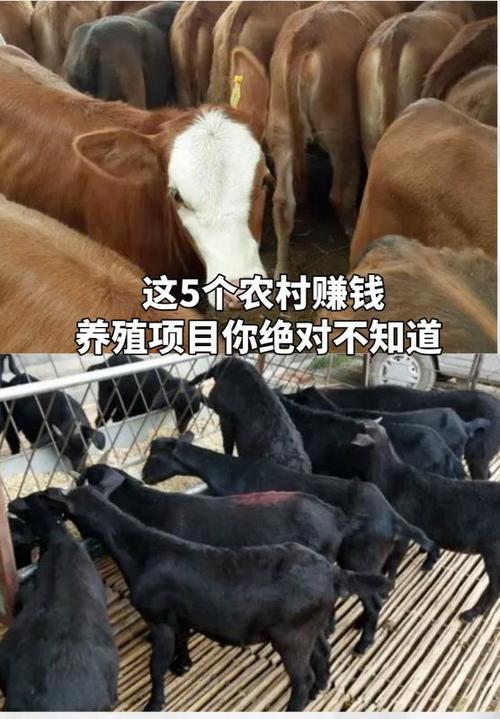 农村搞养殖的赚钱项目缩略图