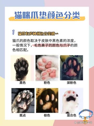 猫咪的肉垫是什么颜色的缩略图