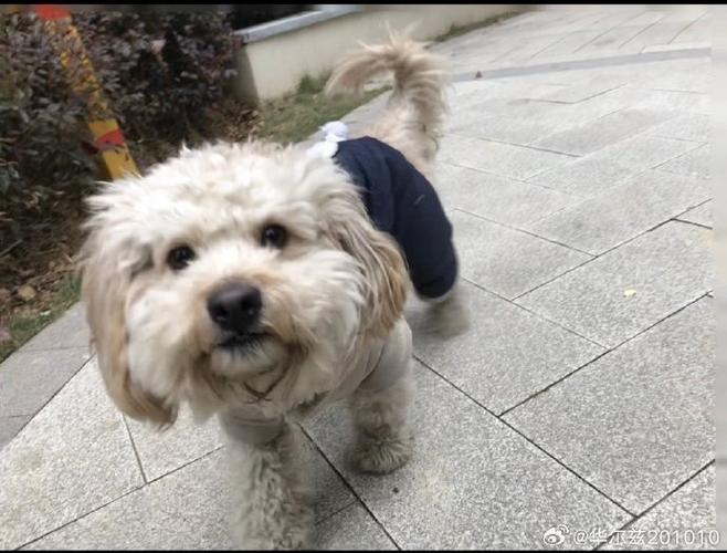 狗狗书籍txt免费全本阅读缩略图