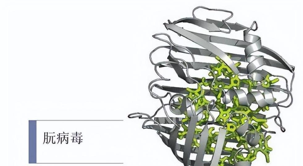 hhv病毒是什么病毒缩略图