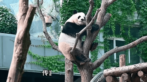 养熊猫赚钱是真的吗游戏截图