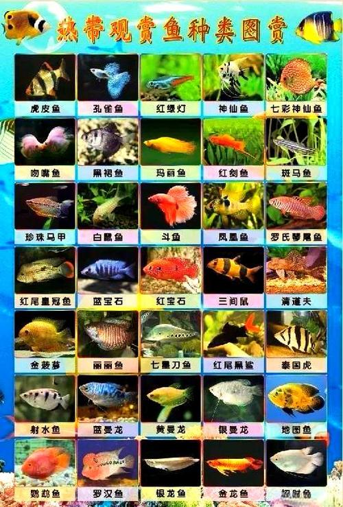 常见海鱼图片缩略图
