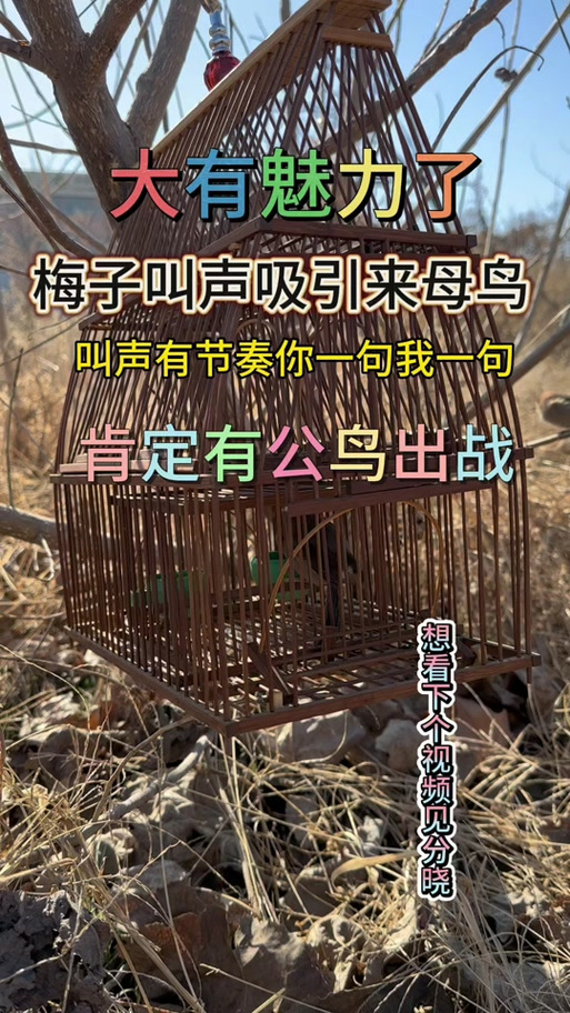 黄鸟叫声吸引黄鸟图标
