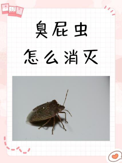 除臭屁虫最简单的方法缩略图