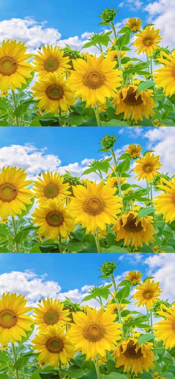 退出向日葵是锁屏游戏截图