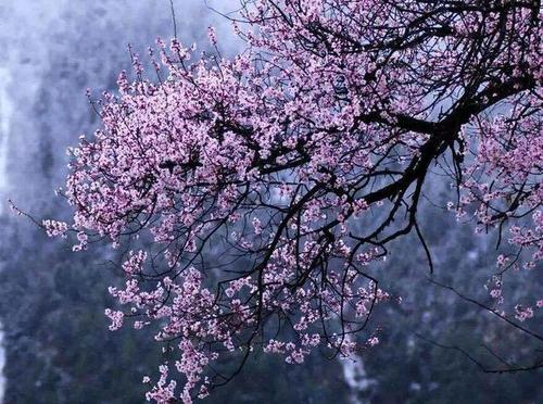 桃花折江山姜桃花结局游戏截图