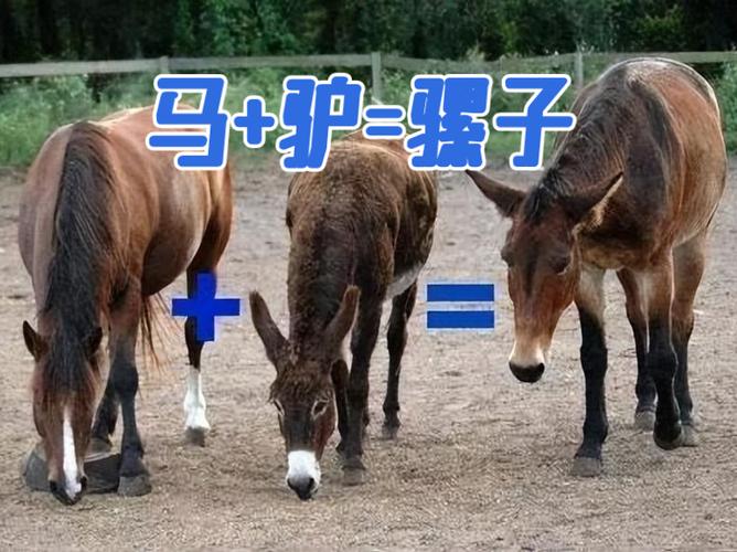 马骡和驴骡的区别是什么缩略图