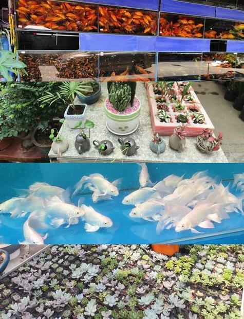 附近花鸟鱼市场在哪里缩略图