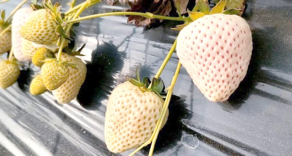 白色草莓是什么品种缩略图