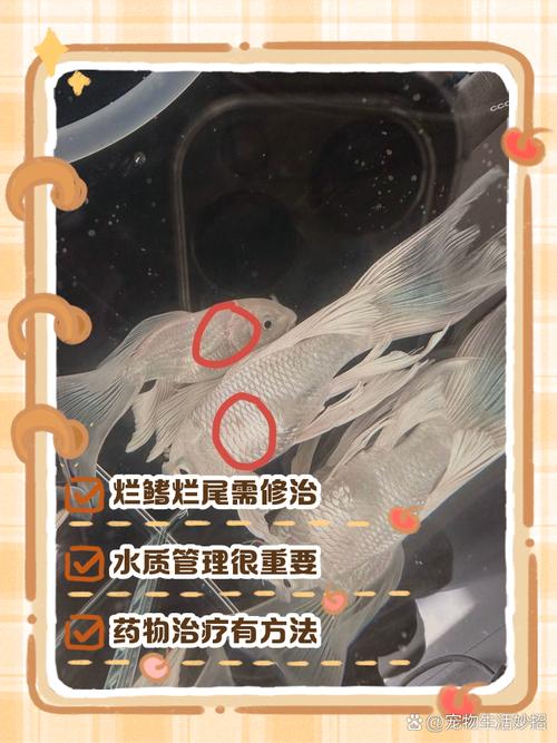 鱼烂尾怎么治疗最快缩略图