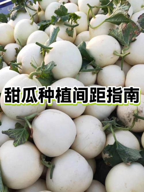 甜瓜喜阴还是喜阳缩略图
