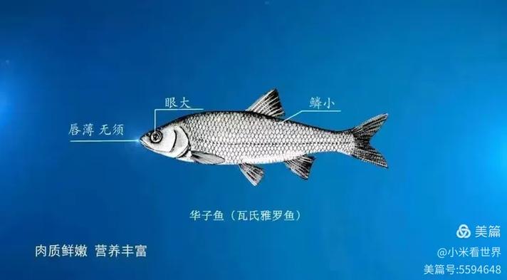 滑鱼是什么鱼缩略图