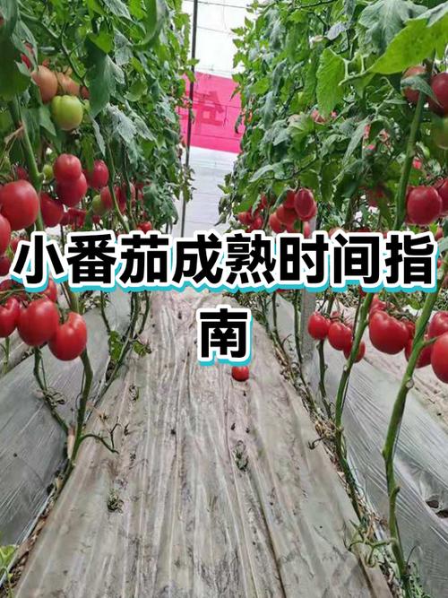 孕妇可以吃小番茄吗游戏截图