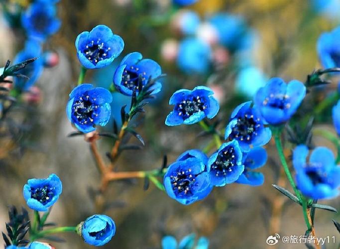 蜡花有几种颜色缩略图