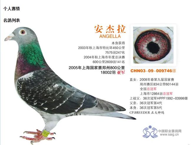中国最贵鸽第一名缩略图