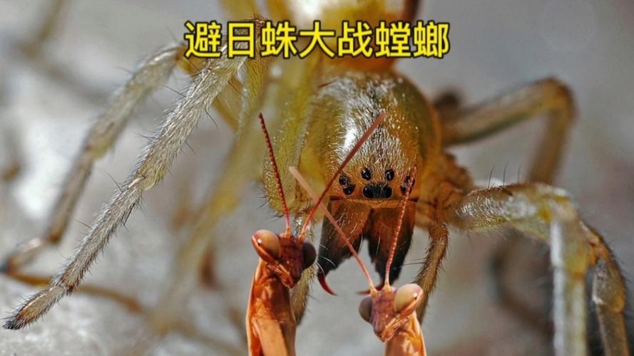 避日蛛vs枯叶螳螂游戏截图