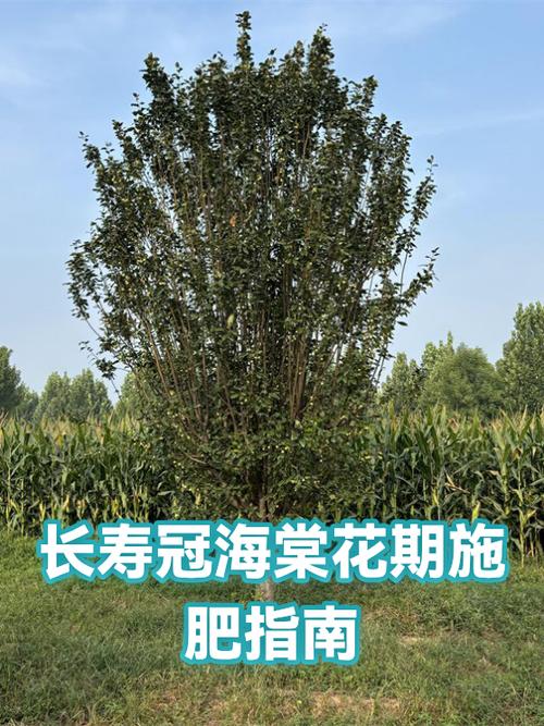 海棠花几月份开花缩略图