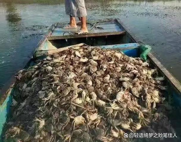 鱼吃螃蟹还是螃蟹吃鱼缩略图