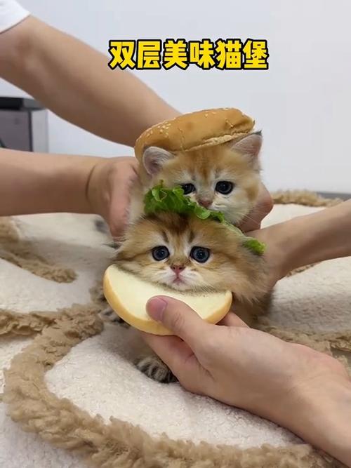 美味猫堡这个梗有什么意思缩略图
