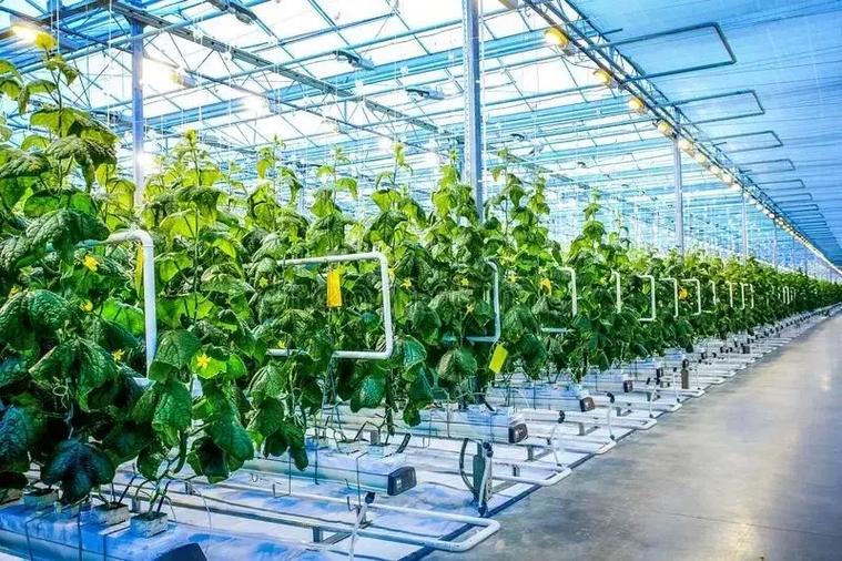 新型农业项目有哪些缩略图