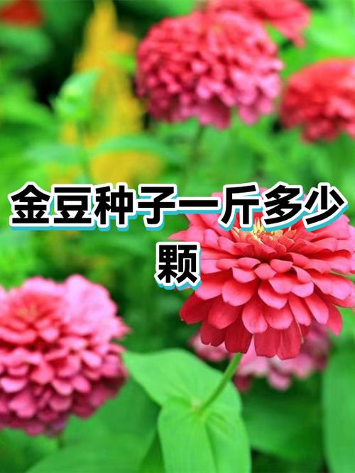 金豆有几个品种缩略图