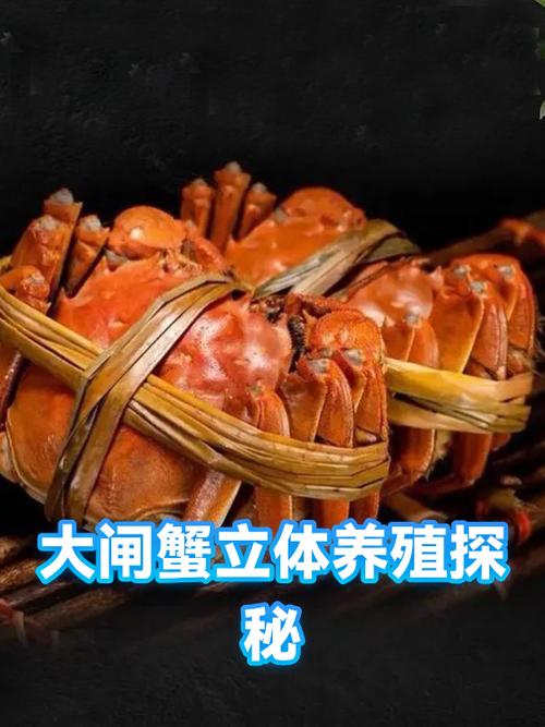 螃蟹内黑色物体是什么缩略图