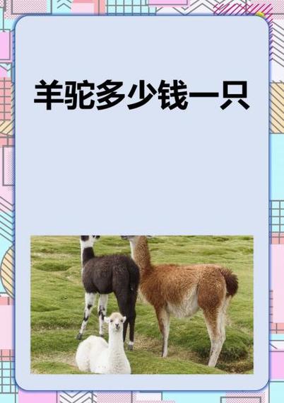一只羊驼一年赚多少钱游戏截图