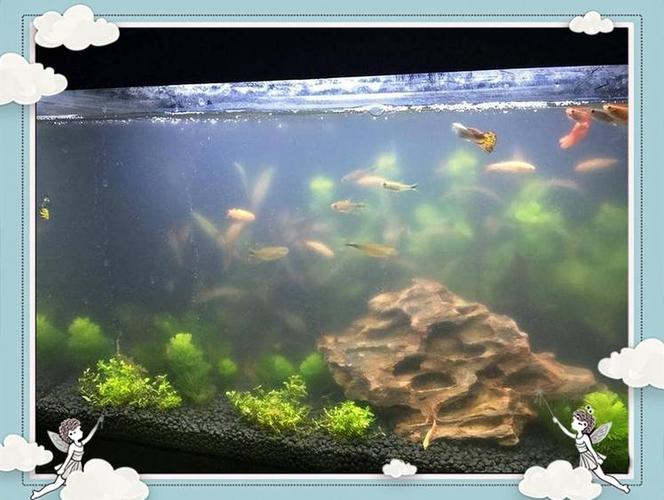 鱼缸水浑浊是什么原因造成的缩略图