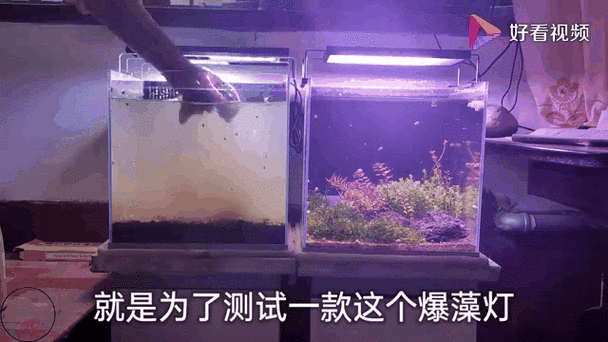 鱼缸灯对金鱼有影响吗图标