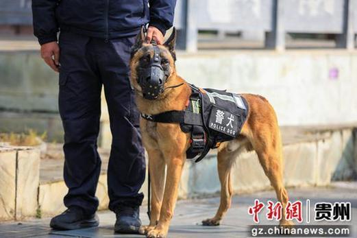 警犬巡逻队最新宣传图标