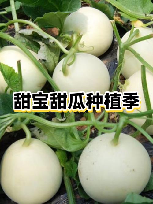 甜瓜几月份种最合适游戏截图