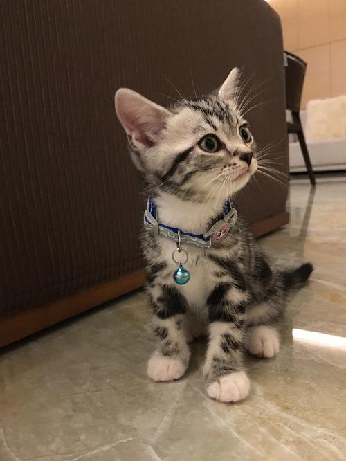 美短猫爪是什么颜色游戏截图