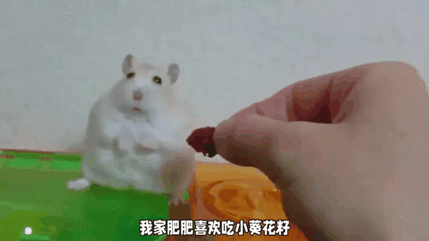 仓鼠搓手表示什么