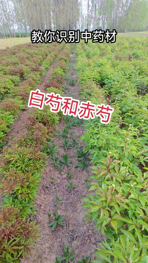 赤芍与白芍的区别缩略图