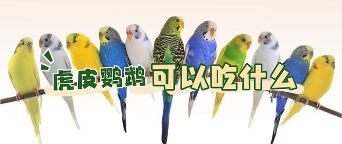 虎皮鹦鹉养三只好不好缩略图