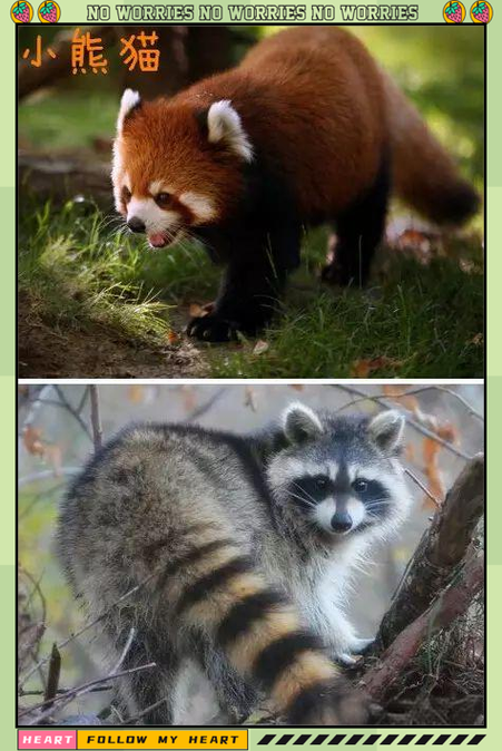 小熊猫与浣熊缩略图