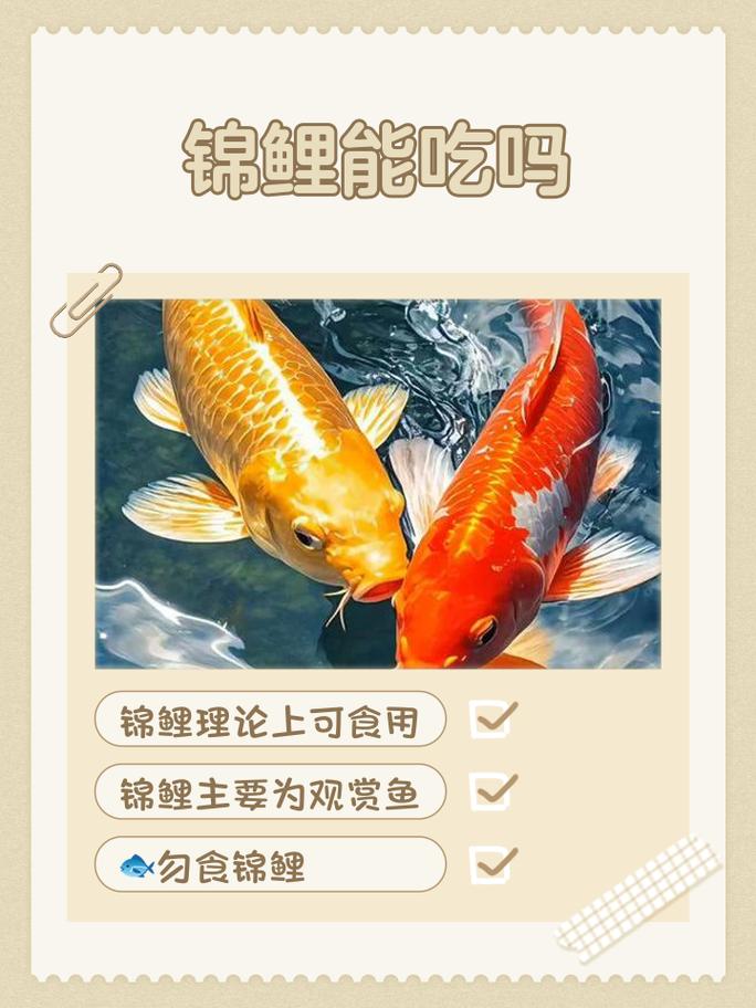 锦鲤会吃活小鱼吗缩略图