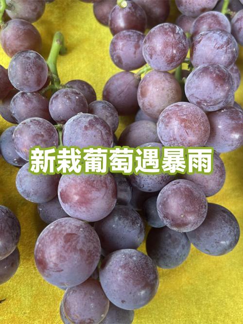 新葡萄论坛游戏截图