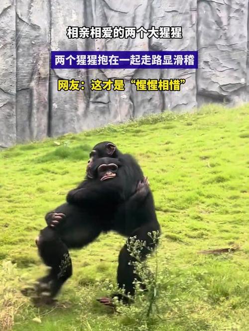 猩猩和猿猴缩略图