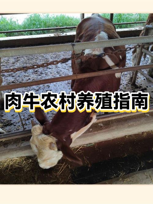 农村搞养殖的注意事项缩略图