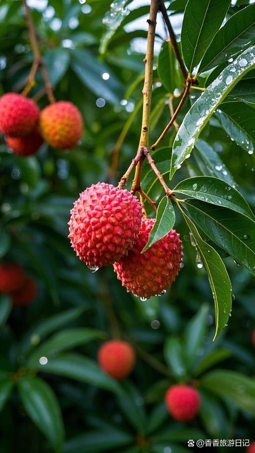 野生荔枝树图片游戏截图