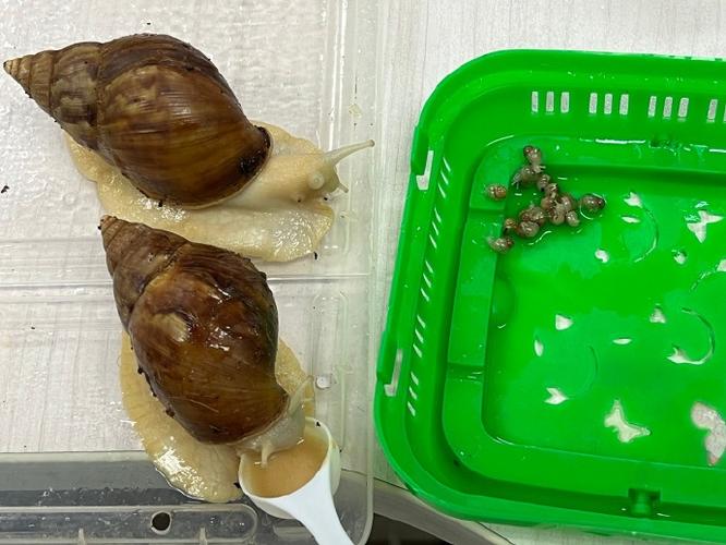 蜗牛小蜗游戏截图