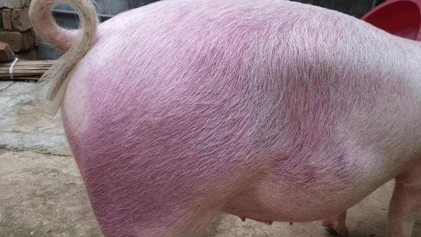猪皮肤发红是什么病缩略图
