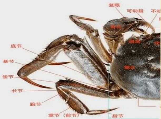 河蟹母蟹黄有黑色的吗缩略图