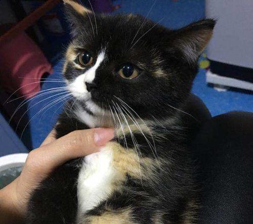 黑花猫最贵三个品种缩略图